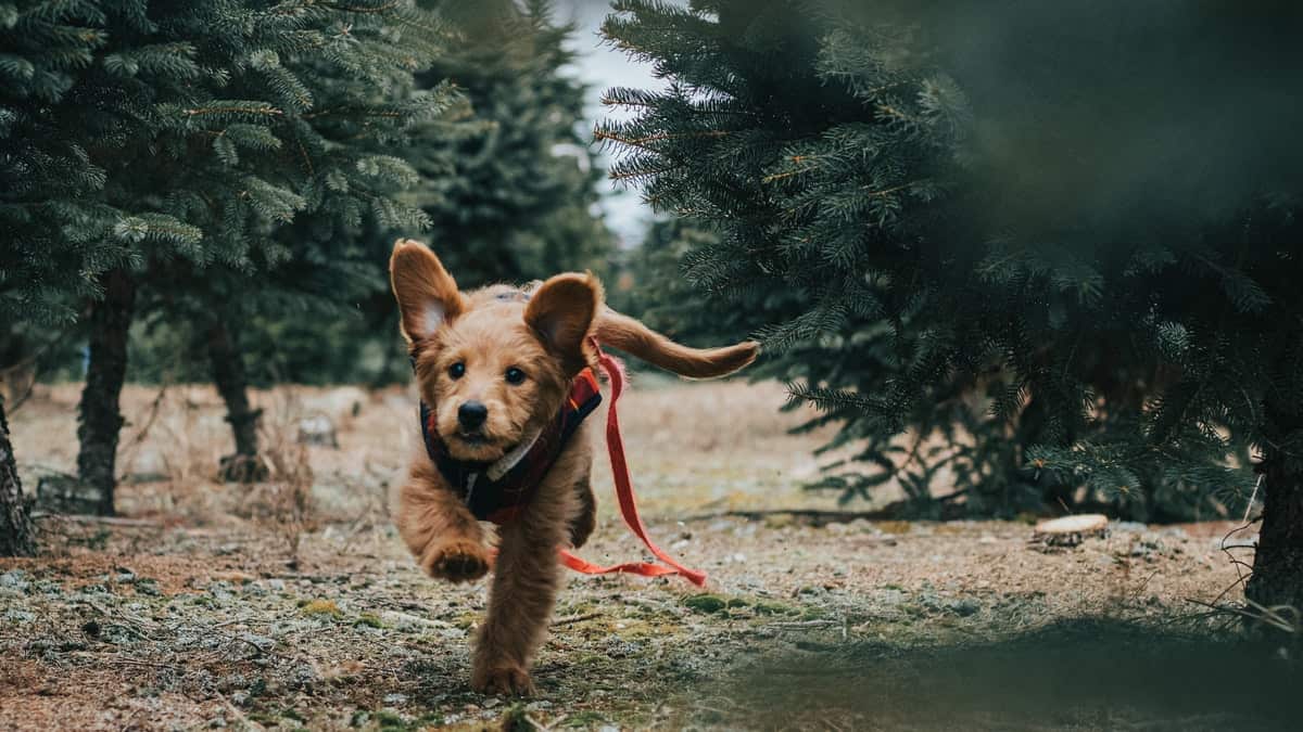 Sonhar com Cachorro Fugindo Passado, Presente e Futuro